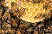apiw385 - Favo in costruzione