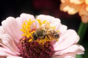 apiw387 - Bottinatrice su zinnia