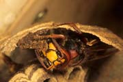 wlm0088 - Vespa crabro: costruzione del nido