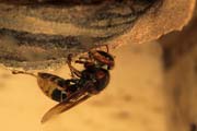 La Vespa crabro 