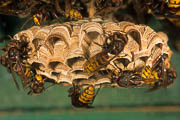 wlm0092 - Vespa crabro: favo terminale di un nido
