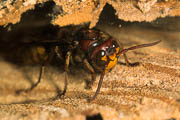 wlm0097 - Vespa crabro: operaia all'interno del nido
