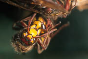 wlm0099 - Vespa crabro: individui all'interno del nido
