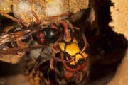 wlm0107 - Vespa crabro: regina e operaia sul nido