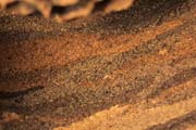 wlm0108 - Vespa crabro: particolare della volta di copertura del nido