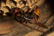 wlm0109 - Vespa crabro: regina sul nido