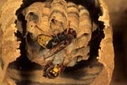 wlm0110 - Vespa crabro: nido agli stadi iniziali
