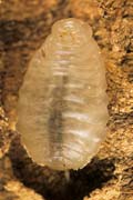 wlm0111 - Vespa crabro: larva
