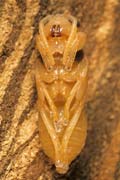 wlm0112 - Vespa crabro: pupa