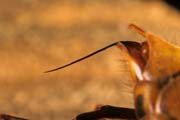 wlm0113 - Vespa crabro: pungiglione della regina