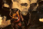 wlm0116 - Vespa crabro: la regina nutre la larva