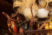 wlm0117 - Vespa crabro: la larva fila il bozzolo