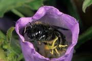 wlm0149 - Xylocopa e campanule
