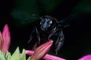 wlm0150 - Xylocopa in volo