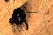 wlm0151 - Xylocopa nel nido
