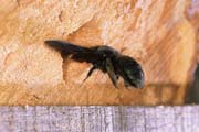 wlm0152 - Xylocopa rientra al nido
