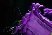 wlm0153 - Xylocopa e campanule