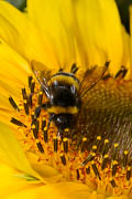wlm1004 - Bombo su fiore di girasole