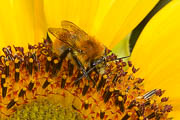 wlm1005 - Bombo su fiore di girasole