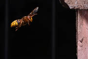 wlm1013 - Vespa crabro: rientro al nido