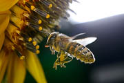 wlm2003 - Bottinatrice su fiore di girasole
