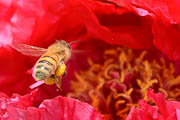 wlm2004 - Bottinatrice sul fiore di peonia