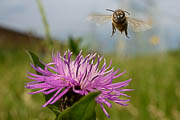 wlm2016 - Bottinatrice in volo verso il fiore di centaurea