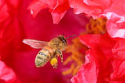 wlm2026 - Ape in volo nel fiore di una peonia 