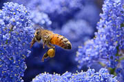 wlm2027 - Ape in volo sui fiori del ceanoto 