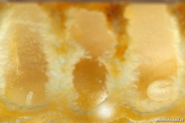 l'uovo e la larva nella celletta (favo di vetro)