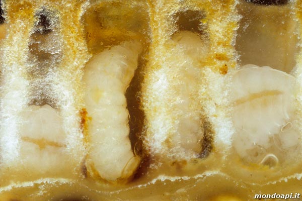 larva nelle cellette (favo di vetro)