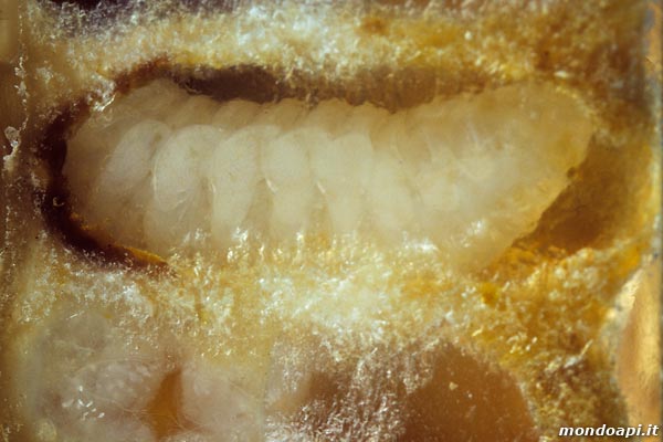propupa (favo di vetro)