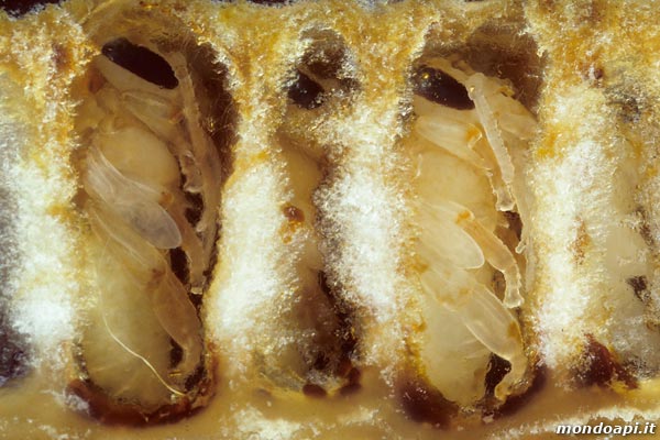 pupe nelle cellette (favo di vetro)