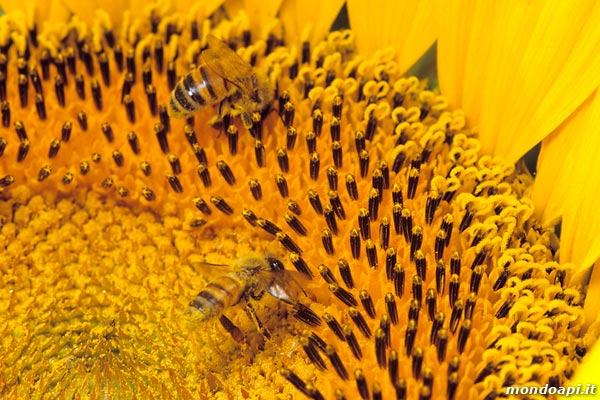 l'ape bottinatrice sul girasole