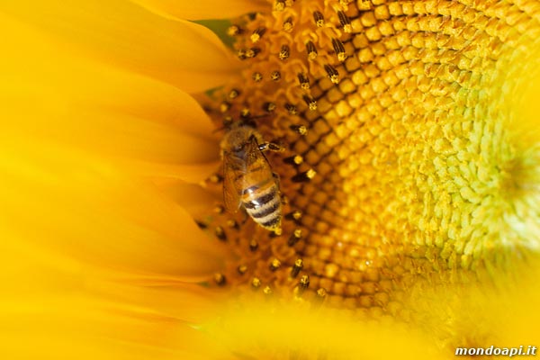 l'ape bottinatrice sul girasole