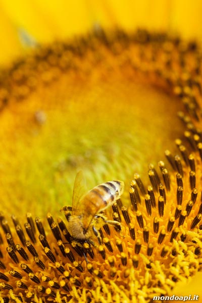l'ape bottinatrice sul girasole