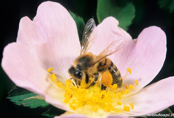 l'ape bottinatrice sulla rosa canina