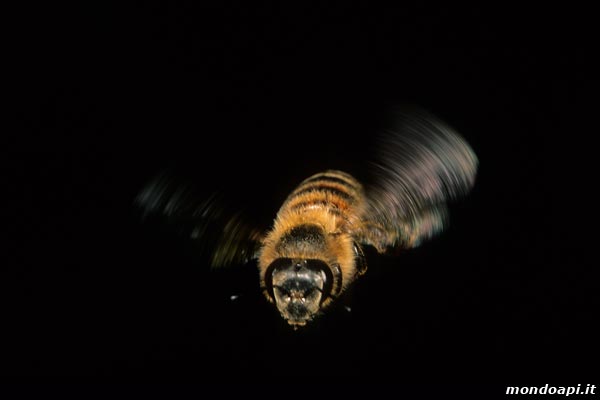 ape in volo