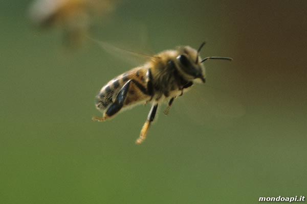 ape in volo