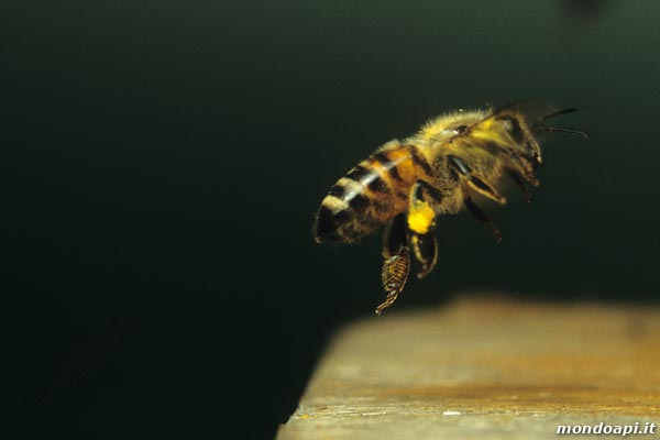 l'ape bottinatrice rientra al nido