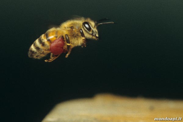 l'ape bottinatrice rientra al nido