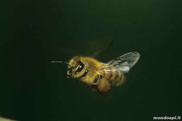 ape in volo