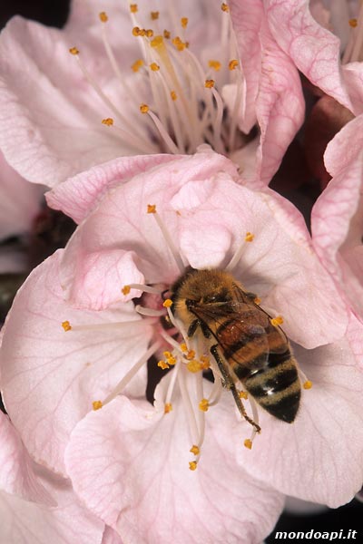 l'ape bottinatrice sull'albicocco