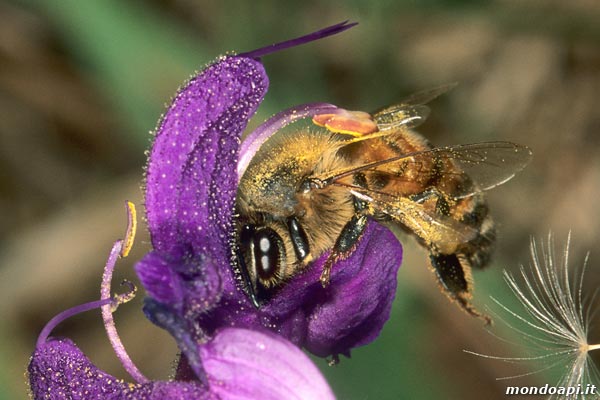 l'ape bottinatrice sulla salvia pratense