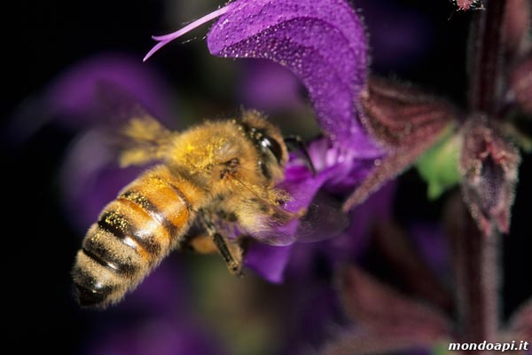 l'ape bottinatrice in volo sulla salvia selvatica
