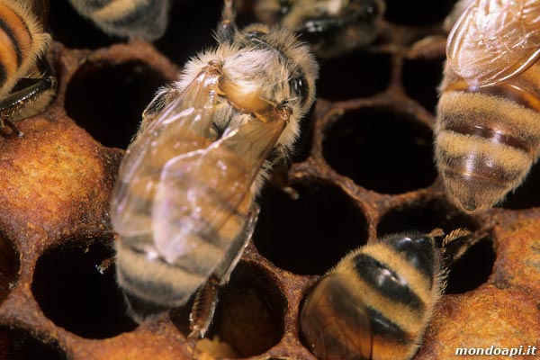 l'ape operaia appena sfarfallata si aciuga sul favo