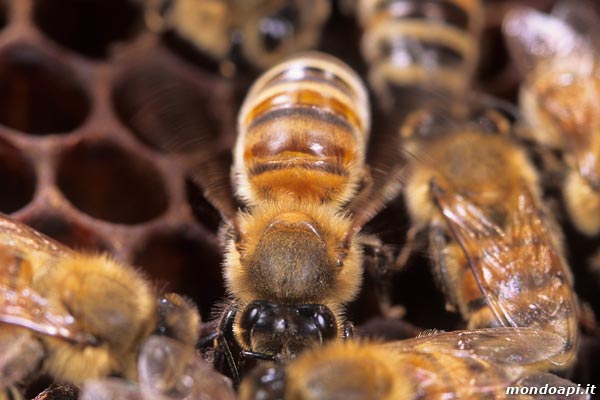 l'ape ventilatrice sul favo
