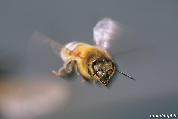 l'ape esploratrice in volo 