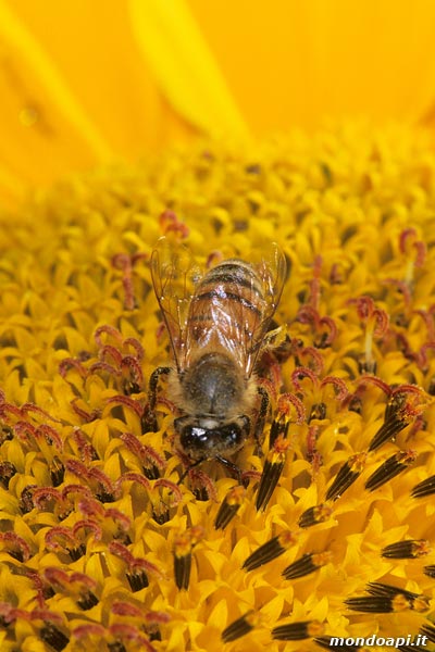 ape bottinatrice sul girasole
