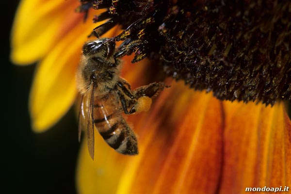 ape bottinatrice sul girasole